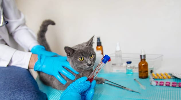 Veterinarian treats a cat. Selective focus. animal.