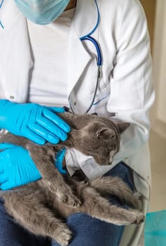 Veterinarian treats a cat. Selective focus. animal.