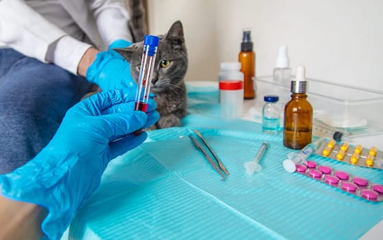 Veterinarian treats a cat. Selective focus. animal.