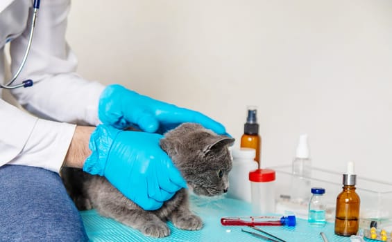 Veterinarian treats a cat. Selective focus. animal.
