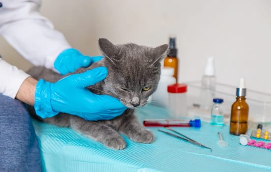 Veterinarian treats a cat. Selective focus. animal.