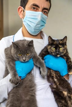 Veterinarian treats a cat. Selective focus. animal.