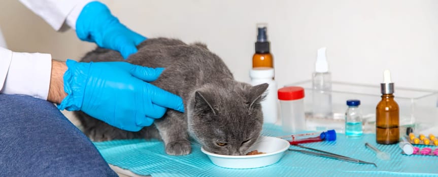Veterinarian treats a cat. Selective focus. animal.