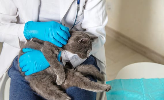 Veterinarian treats a cat. Selective focus. animal.