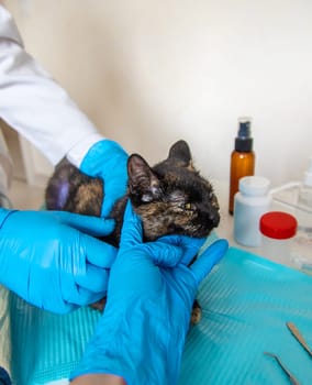 Veterinarian treats a cat. Selective focus. animal.