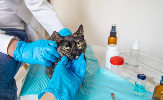 Veterinarian treats a cat. Selective focus. animal.