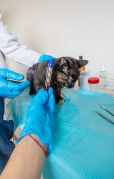 Veterinarian treats a cat. Selective focus. animal.