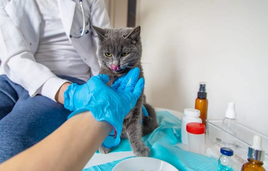 Veterinarian treats a cat. Selective focus. animal.