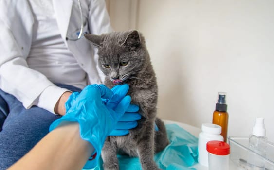 Veterinarian treats a cat. Selective focus. animal.