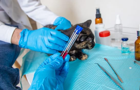 Veterinarian treats a cat. Selective focus. animal.