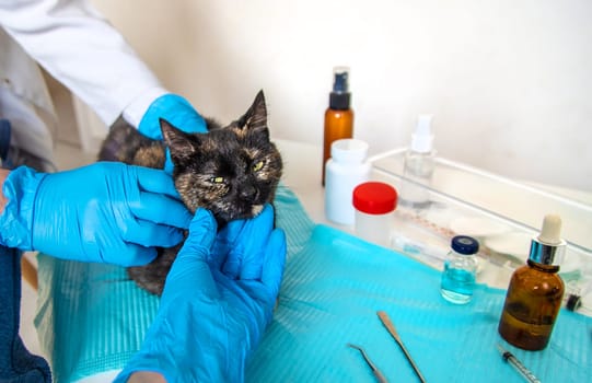 Veterinarian treats a cat. Selective focus. animal.