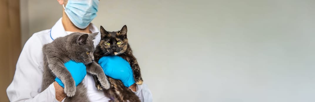 Veterinarian treats a cat. Selective focus. animal.