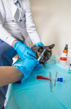 Veterinarian treats a cat. Selective focus. animal.