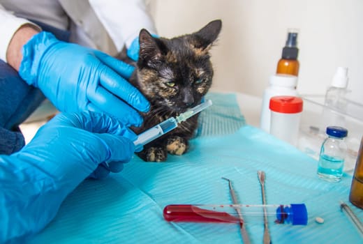 Veterinarian treats a cat. Selective focus. animal.