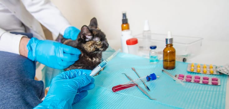 Veterinarian treats a cat. Selective focus. animal.