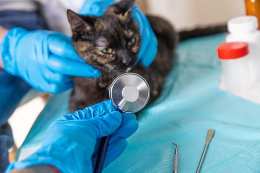 Veterinarian treats a cat. Selective focus. animal.