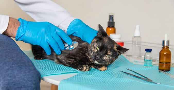 Veterinarian treats a cat. Selective focus. animal.