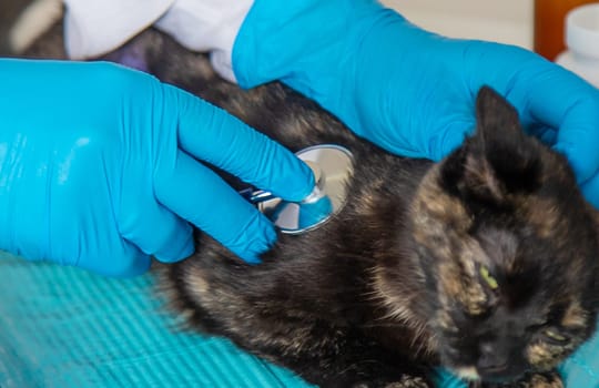 Veterinarian treats a cat. Selective focus. animal.