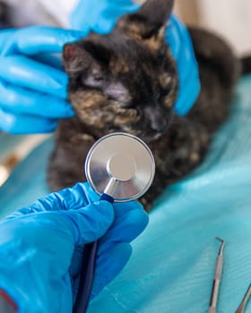Veterinarian treats a cat. Selective focus. animal.