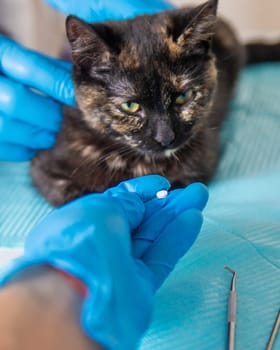 Veterinarian treats a cat. Selective focus. animal.