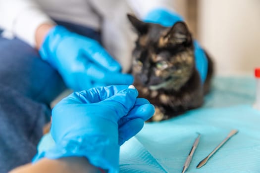 Veterinarian treats a cat. Selective focus. animal.