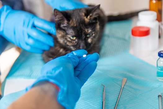 Veterinarian treats a cat. Selective focus. animal.