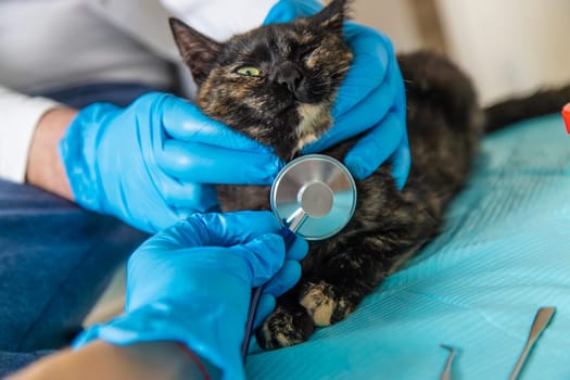 Veterinarian treats a cat. Selective focus. animal.