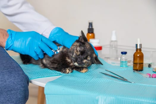 Veterinarian treats a cat. Selective focus. animal.