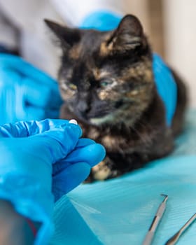 Veterinarian treats a cat. Selective focus. animal.