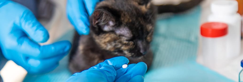 Veterinarian treats a cat. Selective focus. animal.