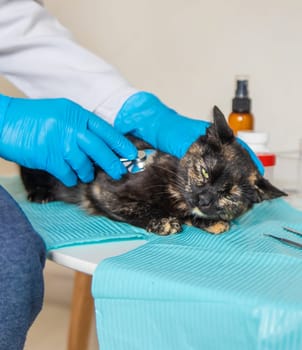 Veterinarian treats a cat. Selective focus. animal.