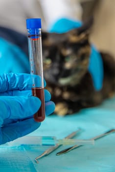 Veterinarian treats a cat. Selective focus. animal.