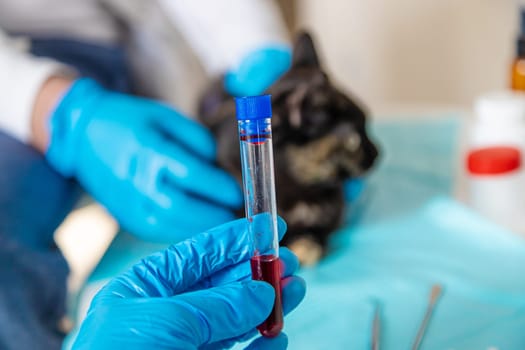 Veterinarian treats a cat. Selective focus. animal.