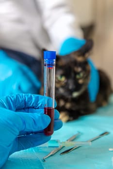 Veterinarian treats a cat. Selective focus. animal.