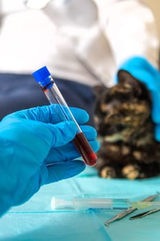 Veterinarian treats a cat. Selective focus. animal.