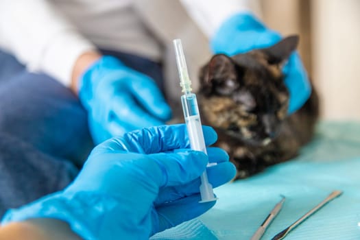 Veterinarian treats a cat. Selective focus. animal.