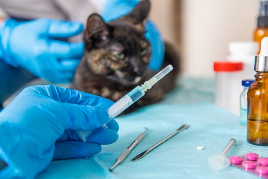 Veterinarian treats a cat. Selective focus. animal.