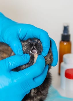 Veterinarian treats a cat. Selective focus. animal.