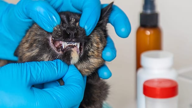 Veterinarian treats a cat. Selective focus. animal.