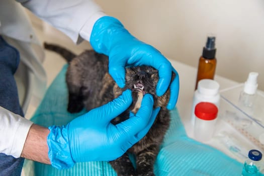 Veterinarian treats a cat. Selective focus. animal.