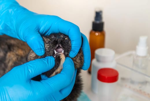 Veterinarian treats a cat. Selective focus. animal.