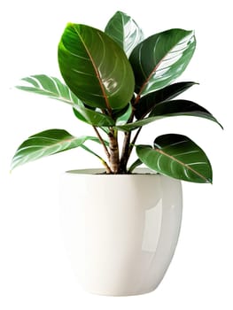 Rubber Plant in a sleek white vase, broad, shiny dark green leaves catching soft light, isolated in motion with