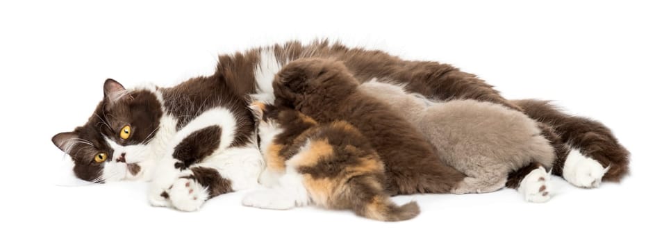 Front view of British Longhair lying, breastfeeding kittens, isolated on white