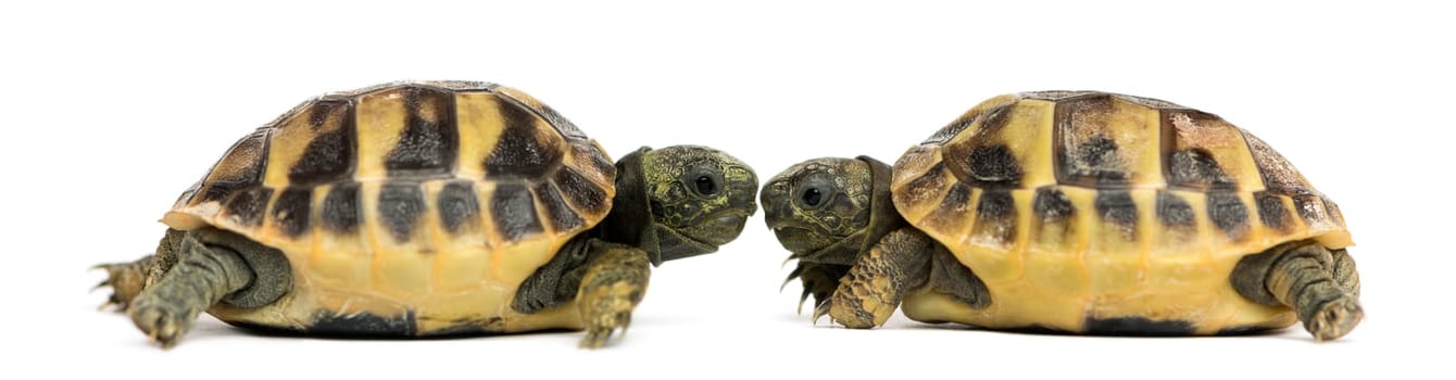 Side view of two baby Hermann's tortoise facing each other, Testudo hermanni, isolated on white