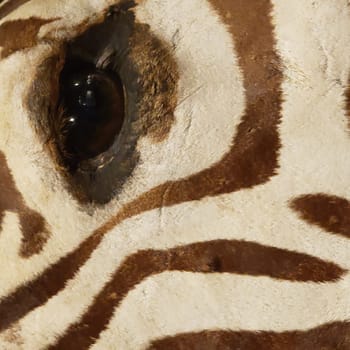 View of a Zebra Eye and Head