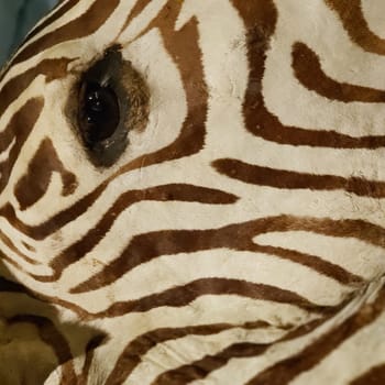 View of a Zebra Eye and Head