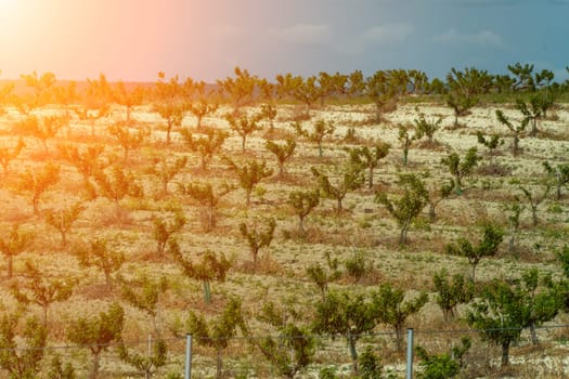 Sunlit orchard on a hillside. Numerous young fruit trees planted in rows, some with protective fencing. Dry, light brown earth between trees.