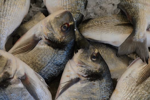 Glistening fish lie on a bed of ice, showcasing their vibrant scales and fresh appeal at the lively marketplace.