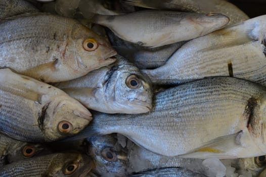 Bounty of glistening fish captured in a bustling marketplace highlighting rich ocean flavors.