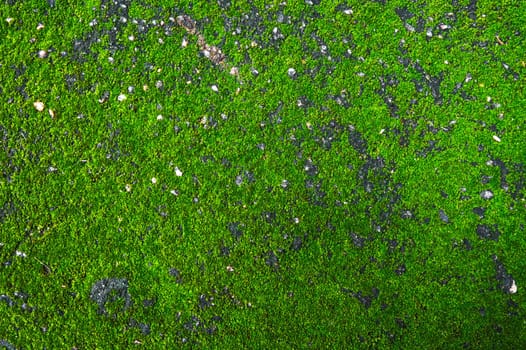 Background with the texture of natural green moss on a stone